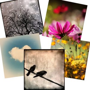Pack of 5 assorted greeting cards