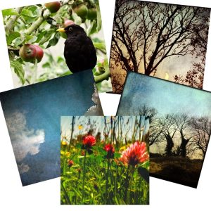 Nature Greeting Card pack of 5